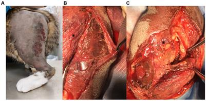 Case report: A severe case of generalized tetanus in a young cat